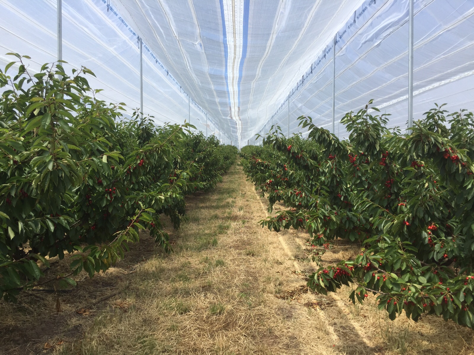 Good grower orchard