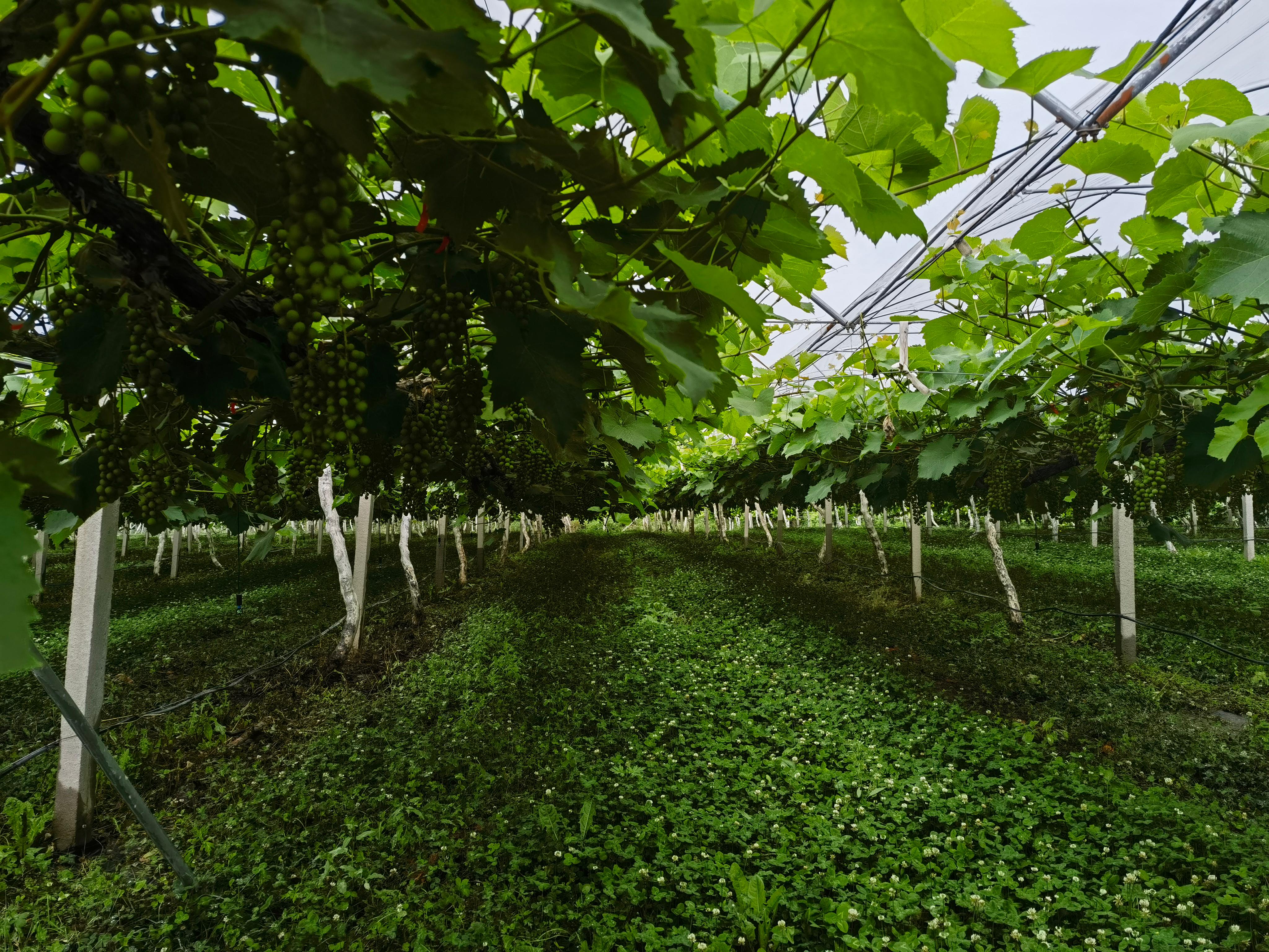 Grower vineyard rows
